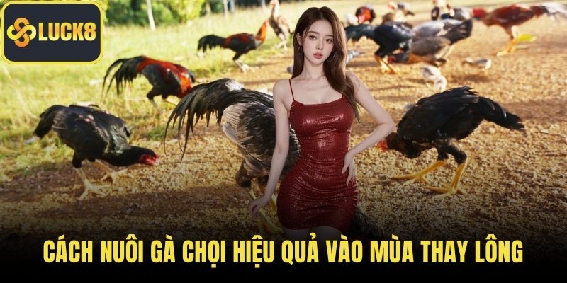 Cách nuôi gà chọi hiệu quả vào mùa thay lông