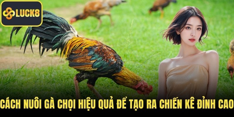 Cách nuôi gà chọi hiệu quả