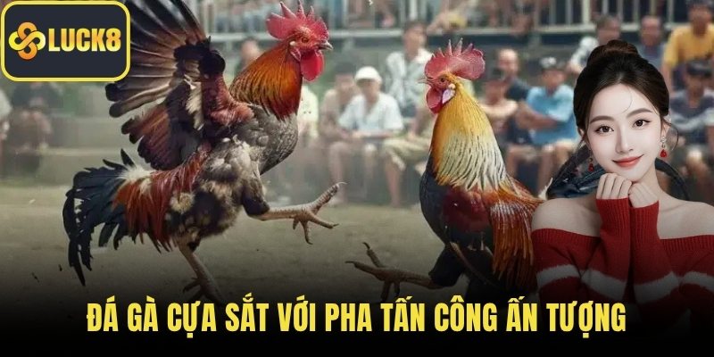 Đá gà cựa sắt với pha tấn công ấn tượng