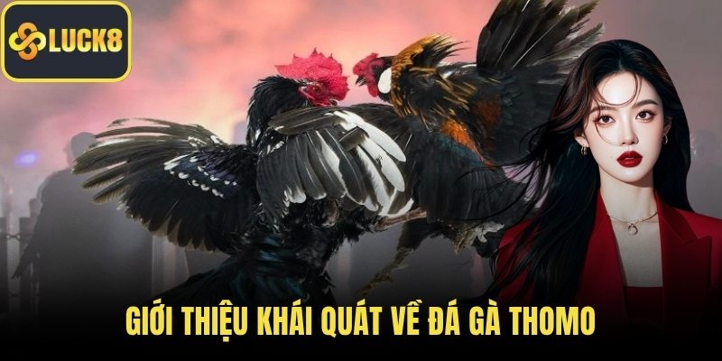 Giới thiệu khái quát về đá gà thomo