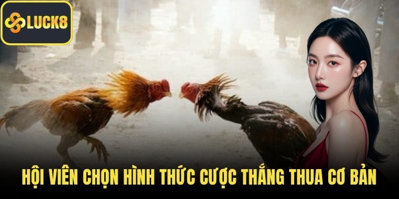 Hội viên chọn hình thức cược thắng thua cơ bản