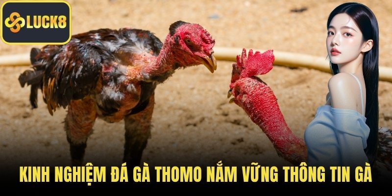 Kinh nghiệm đá gà thomo nắm vững thông tin gà