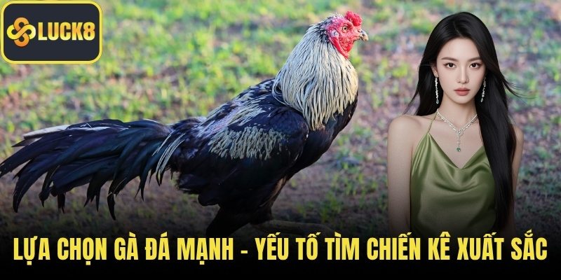 Lựa chọn gà đá mạnh