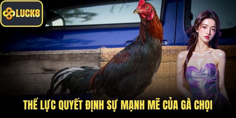 Thể lực quyết định sự mạnh mẽ của gà chọi