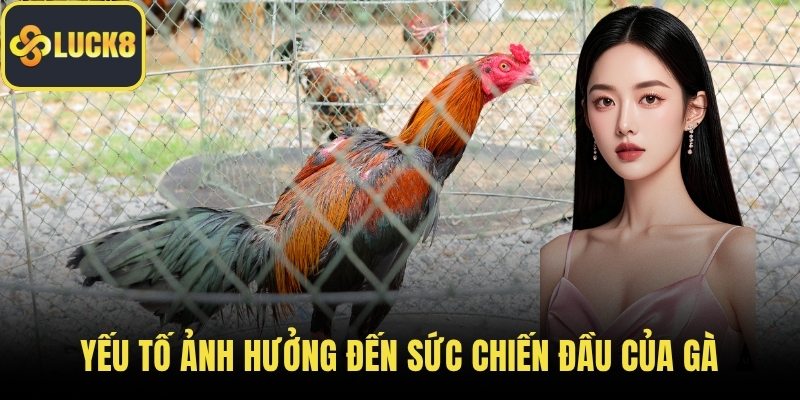 Yếu tố ảnh hưởng đến sức chiến đầu của gà